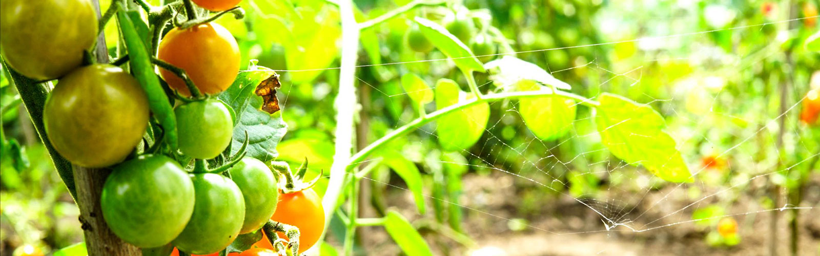 Tomatoes growing